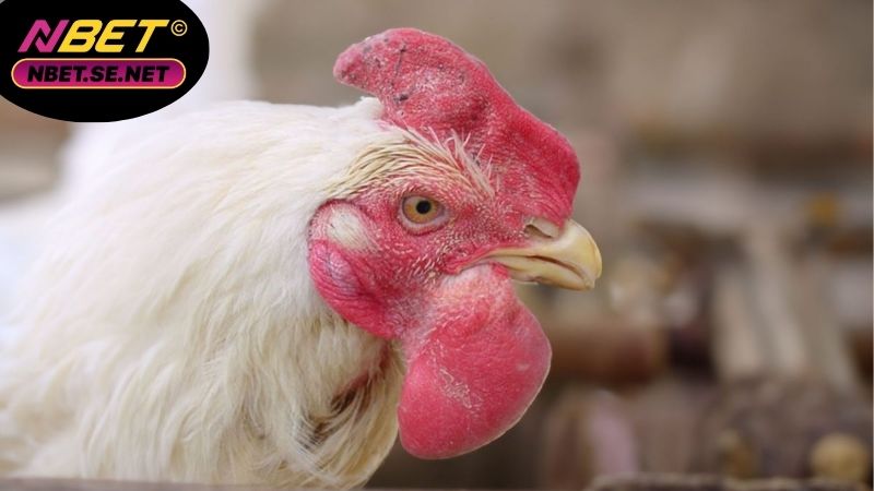 Bệnh tụ huyết trùng ở gà đá – Cách phòng tránh hiệu quả 3 Bệnh tụ huyết trùng ở gà đá – Cách phòng tránh hiệu quả