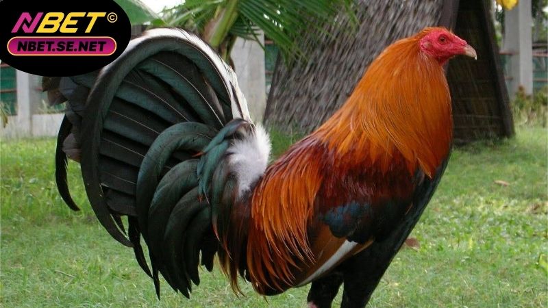 Gà Mỹ rặc dòng Kelso phong cách và lối đá tinh quái 6 Gà Mỹ rặc dòng Kelso phong cách và lối đá tinh quái